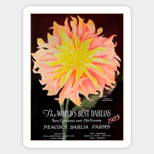 Peacock Dahlia Farms Catalogue 1925 Sticker